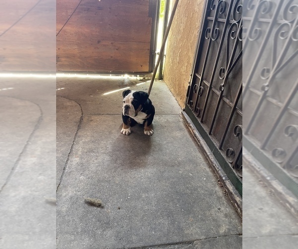 Medium Photo #6 English Bulldog Puppy For Sale in COVINA, CA, USA