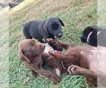 Small Photo #1 Labrador Retriever Puppy For Sale in VENUS, TX, USA