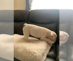 Small Photo #2 English Bulldog Puppy For Sale in IMPERIAL BCH, CA, USA