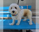 *SNOOPY - Male Poodle (Miniature) Dog for Adoption - Small photo
