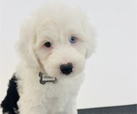 Small Photo #10 Sheepadoodle Puppy For Sale in HUNTINGTON BEACH, CA, USA