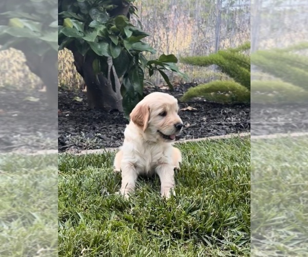 Medium Photo #4 Golden Retriever Puppy For Sale in CLOVERDALE, CA, USA