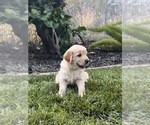 Small #3 Golden Retriever