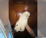 Small #1 Shih Tzu