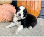 Small #1 Australian Shepherd