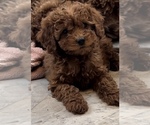 Small Photo #2 Goldendoodle (Miniature) Puppy For Sale in EDWARDSBURG, MI, USA
