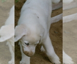 Small #2 Akbash Dog