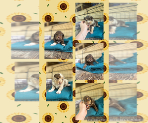 Miniature Australian Shepherd Puppy for Sale in BLMGTN, Indiana USA