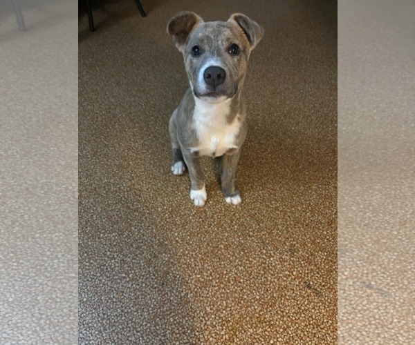 Medium Photo #2 Australian Shepherd-Staffordshire Bull Terrier Mix Puppy For Sale in Mechanicsburg, PA, USA