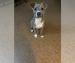 Small #1 Australian Shepherd-Staffordshire Bull Terrier Mix