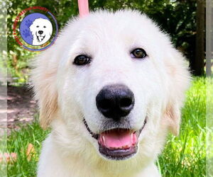 Great Pyrenees Dogs for adoption in Spring, TX, USA