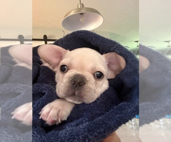 Medium Photo #9 Faux Frenchbo Bulldog-French Bulldog Mix Puppy For Sale in MOUNDRIDGE, KS, USA