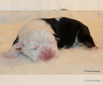 Small Photo #11 English Bulldog Puppy For Sale in WINNSBORO, TX, USA