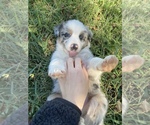 Small Photo #1 Australian Shepherd Puppy For Sale in CHOUTEAU, OK, USA