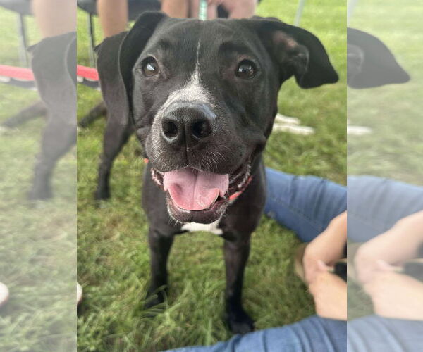 Medium Photo #1 American Pit Bull Terrier-Labrador Retriever Mix Puppy For Sale in Germantown, OH, USA