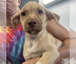 Small Labrador Retriever Mix