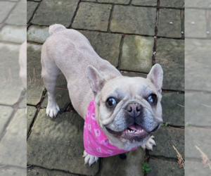French Bulldog Dogs for adoption in Raleigh, NC, USA