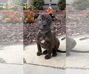 Mutt Dogs for adoption in Clarkston, MI, USA
