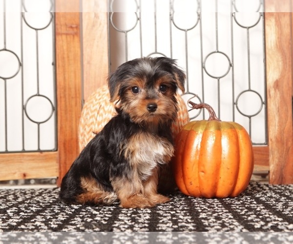 Medium Photo #1 Yorkshire Terrier Puppy For Sale in NAPLES, FL, USA