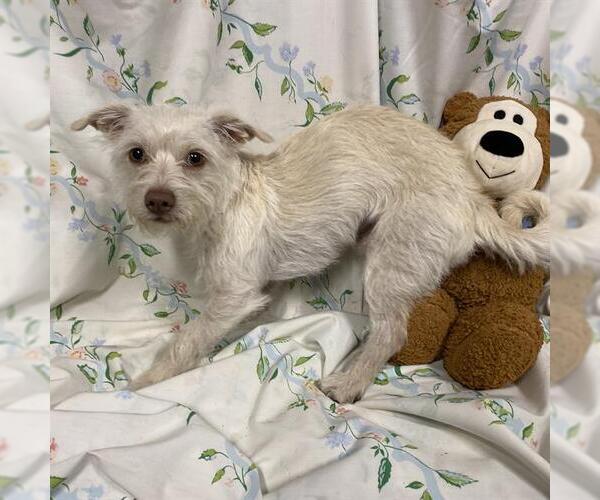 Medium Photo #1 Cairn Terrier-Unknown Mix Puppy For Sale in Modesto, CA, USA