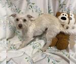 Small Cairn Terrier Mix