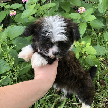 Medium Photo #1 Havanese Puppy For Sale in HOUSTON, TX, USA