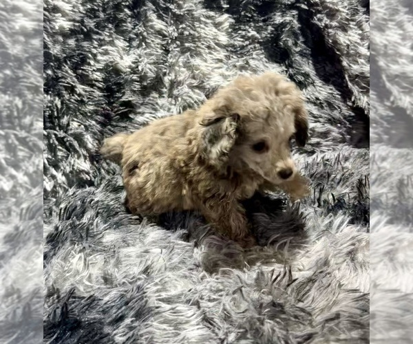 Medium Photo #2 Poodle (Toy) Puppy For Sale in BELTON, MO, USA