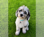 Small #1 Cavapoo (Miniature)