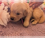 Small #19 English Cream Golden Retriever
