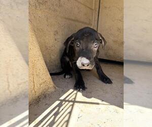American Pit Bull Terrier-Unknown Mix Dogs for adoption in Oklahoma City, OK, USA
