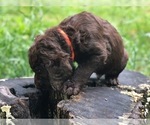 Small Photo #12 Labradoodle Puppy For Sale in SAGINAW, MN, USA