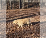 Small Photo #1 Golden Retriever Puppy For Sale in FORDLAND, MO, USA