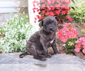 Boston Terrier-Unknown Mix Puppy for sale in SHILOH, OH, USA