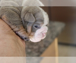 Small Photo #3 English Bulldog Puppy For Sale in HAGERSTOWN, MD, USA