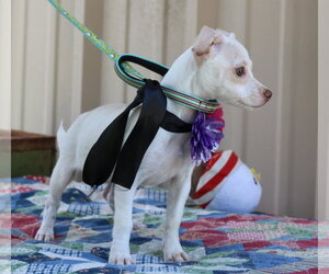 Darla - Female Chihuahua Dog for Adoption - Photo #2