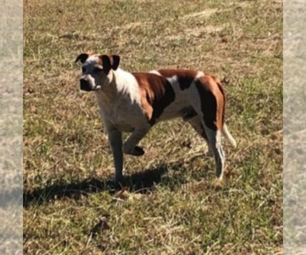 Medium Photo #3 Boxer-Brittany Mix Puppy For Sale in Winston Salem, NC, USA