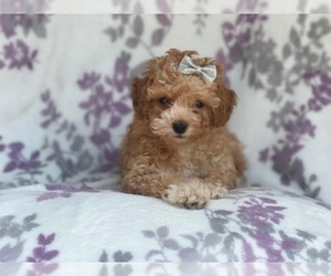 Poodle (Miniature) Puppy for sale in LAKELAND, FL, USA