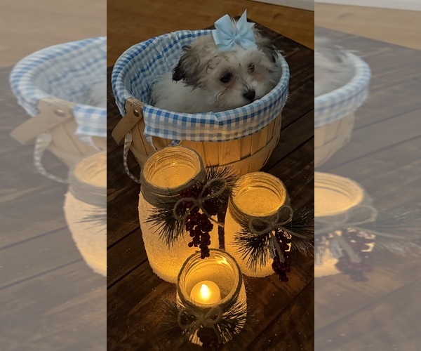 Medium Photo #55 Shih-Poo Puppy For Sale in DINWIDDIE, VA, USA