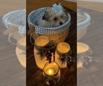 Small Photo #55 Shih-Poo Puppy For Sale in DINWIDDIE, VA, USA