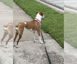 Small #8 Boxer Mix