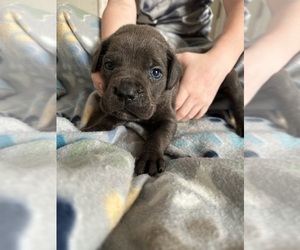 Cane Corso Puppy for Sale in SAINT PETERSBURG, Florida USA