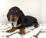 Image preview for Ad Listing. Nickname: Dex