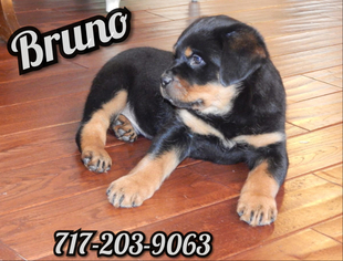 Rottweiler Puppy for sale in LEBANON, PA, USA