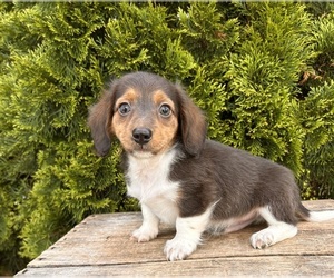 Dachshund Puppy for sale in MIDDLEBURY, IN, USA