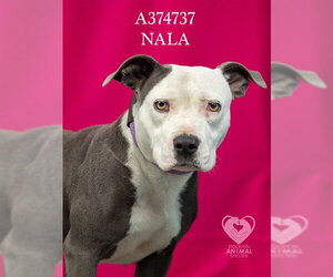 Mutt Dogs for adoption in Stockton, CA, USA