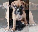 Small Photo #16 Boxer Puppy For Sale in EAST LONGMEADOW, MA, USA
