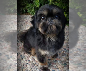 Father of the Shih Tzu puppies born on 05/05/2026