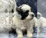 Small Photo #2 Zuchon Puppy For Sale in SILEX, MO, USA