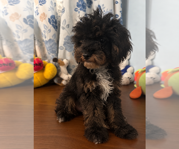 Medium Photo #28 Havapoo Puppy For Sale in DURHAM, CT, USA