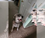 Small #2 Pyrenees Husky